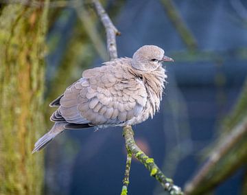 Un pigeon assis sur une branche sur ManfredFotos
