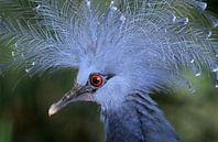 Kroonduif van Paul van Gaalen, natuurfotograaf thumbnail