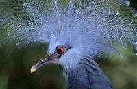 Crown Pigeon