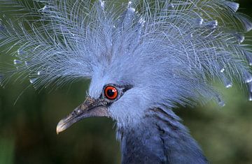 Crown Pigeon by Paul van Gaalen, natuurfotograaf