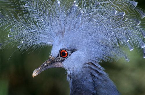 Kroonduif