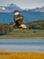 Zuidelijke kuifcaracara in vlucht