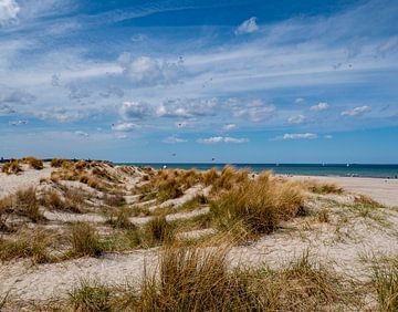 Zandduinen en de Oostzee Warnemünde, Mecklenburg-Vorpommern van Animaflora PicsStock