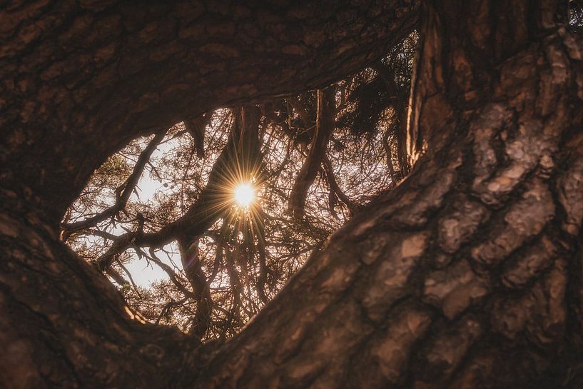 Shine Bright by ThograPictures