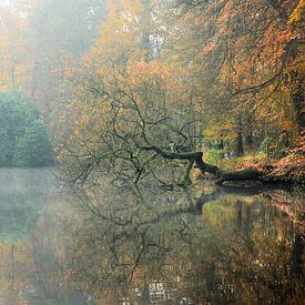 Mirror image in autumn by Marlies Reimering