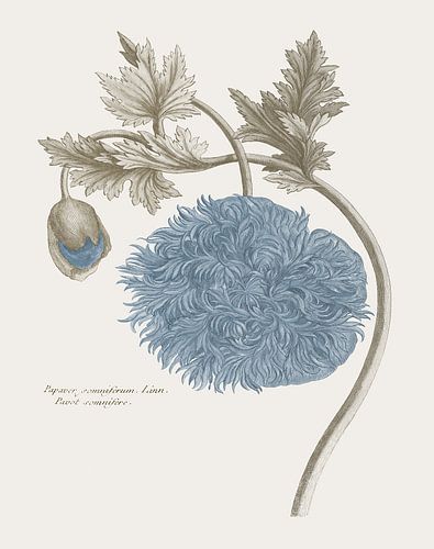Basilius Besler-Poppy floer