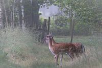 Damhirsche kreuzen den Weg