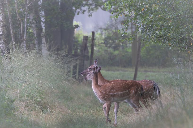 Damhirsche kreuzen den Weg von Ria van den Broeke
