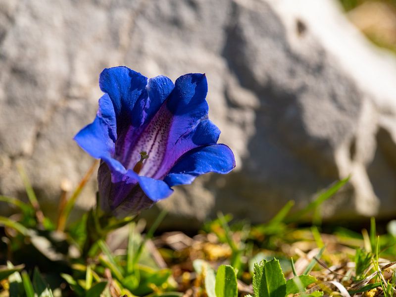 Gentiane par Andreas Müller