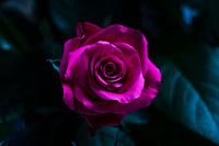 Gros plan d'une belle rose rose, rouge