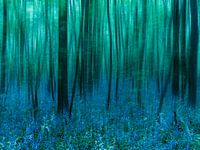 Bluebells.