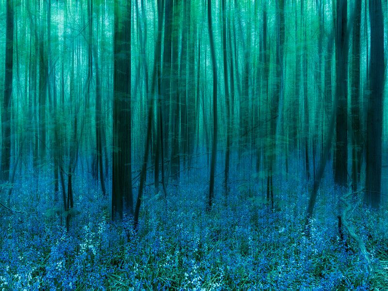 Les Bluebells. par WTCHCRFT Images