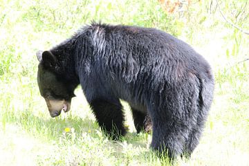 Grazing black bear in Banff National Park, Canada by Phillipson Photography