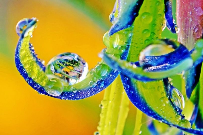 une fleur d'avoine de chambre avec des gouttes de pluie par Werner Lehmann