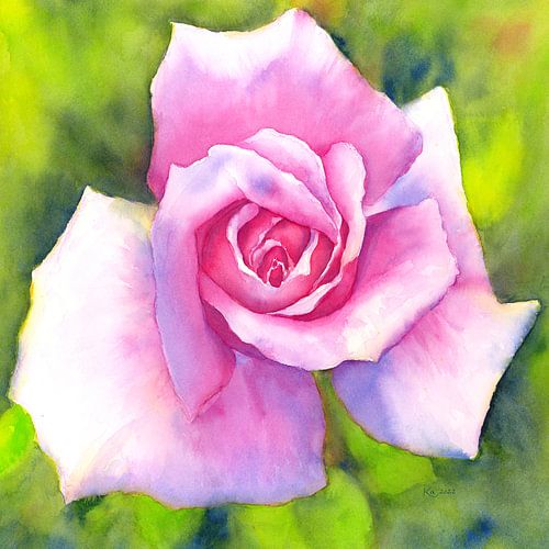 Rose du Nouvel An aquarelle carrée