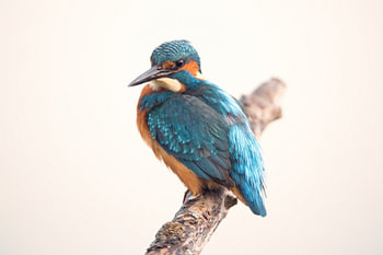 IJsvogel op tak