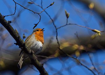 Robin sings at the top of his lungs by UMWELTBILD Kurt Möbus