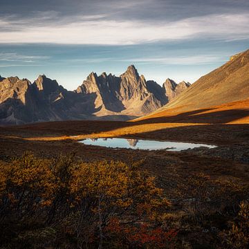 Gold des Yukon, Kanada von Tomas van der Weijden