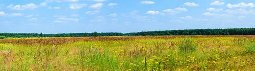 Panorama foto natuurgebied in Belgische gemeente Lommel