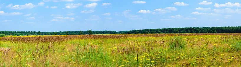 Panorama foto natuurgebied in Belgische gemeente Lommel van Kristof Leffelaer