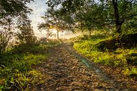 The morning walk,