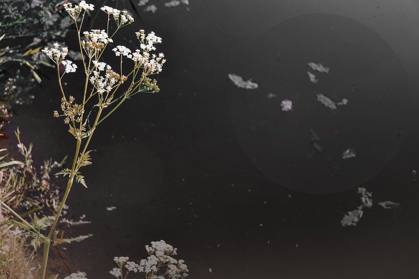 Water reflection by Jolien Visser