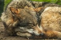 slapende wolf met zijn kop rustend op zijn opgetrokken achterpoten en staart van Margriet Hulsker thumbnail