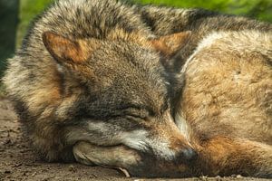 schlafender Wolf, der seinen Kopf auf die erhobenen Hinterbeine und den Schwanz stützt