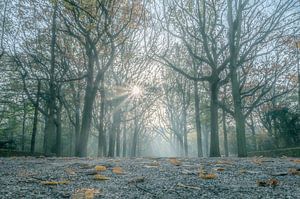 Sonnenstrahlen durch die Bäume von Adriaan Westra