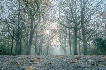 Zonnestralen door de bomen