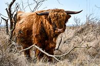 Scottish Highlander in nature reserve by Veelzijdig Zeeland thumbnail