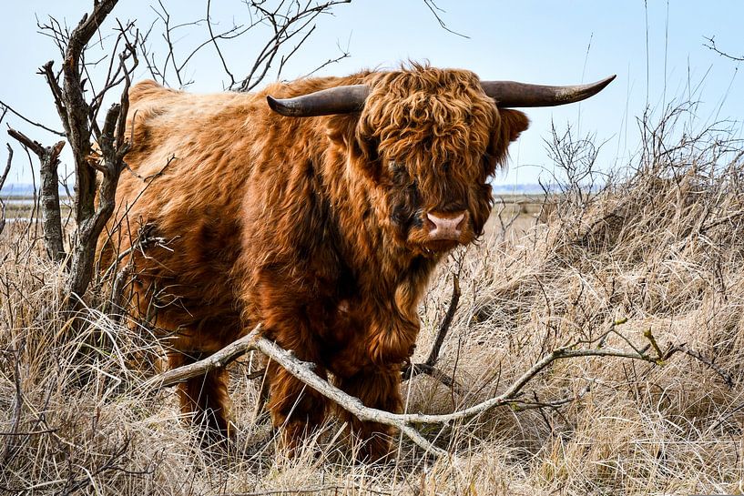 Scottish Highlander in nature reserve by Veelzijdig Zeeland