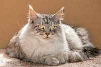 Maine Cone Kater