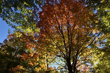 Une érablière à l'automne sur Claude Laprise