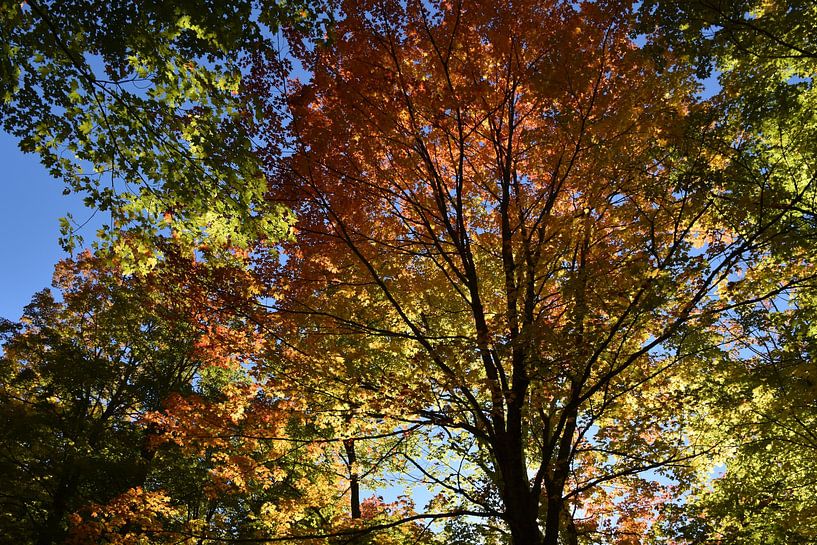 A maple forest in autumn by Claude Laprise