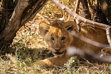 Leeuwen in de Masai Mara van Roland Brack