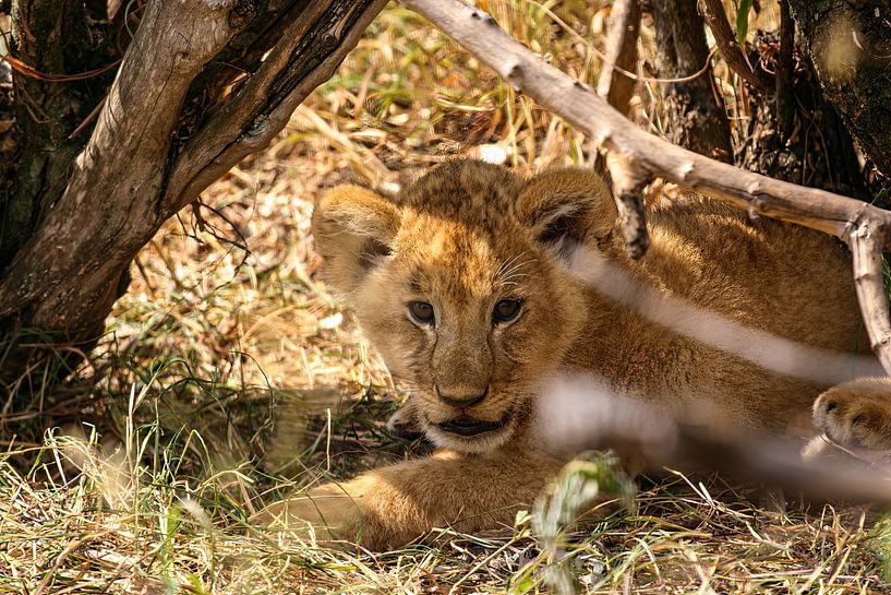 Lions in the Masai Mara by Roland Brack