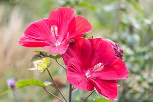 rode hibiscus van Tania Perneel