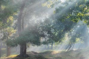 Harpes solaires sur Jurjen Veerman