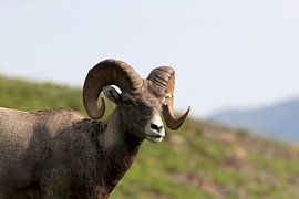 Eenhoornschaap, in zijn natuurlijke habitat, Glacier National Park Montana USA
