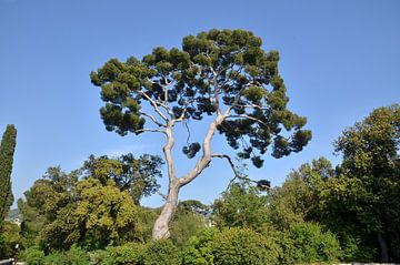 Sich windende Nadelbäume vor blauem Himmel von Bart van Wijk Grobben