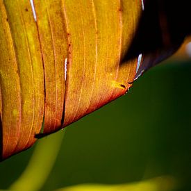 All banana by Petra Dreiling-Schewe