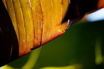 Alles Banane von Petra Dreiling-Schewe