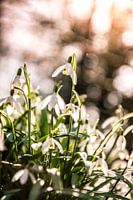 snowdrops