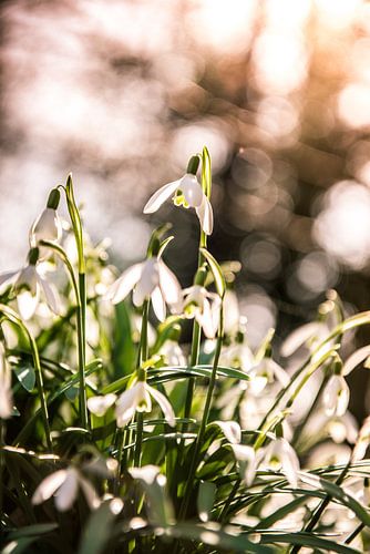 snowdrops