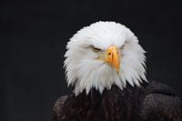 Weißkopfseeadler
