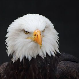 Weißkopfseeadler van Riegler klaus