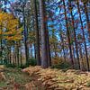 Farbenfroher Herbstwald von Uwe Ulrich Grün