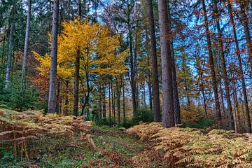 Farbenfroher Herbstwald