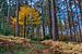 Une forêt d'automne colorée sur Uwe Ulrich Grün